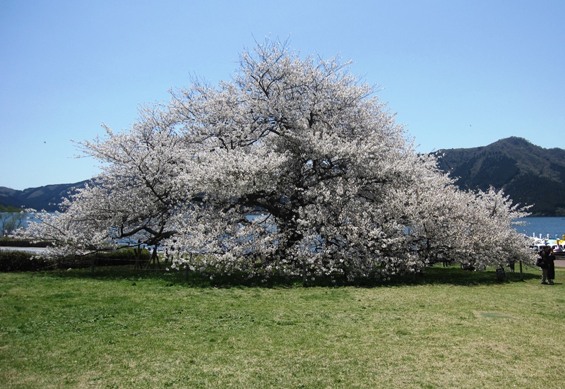 箱根園の大島桜
