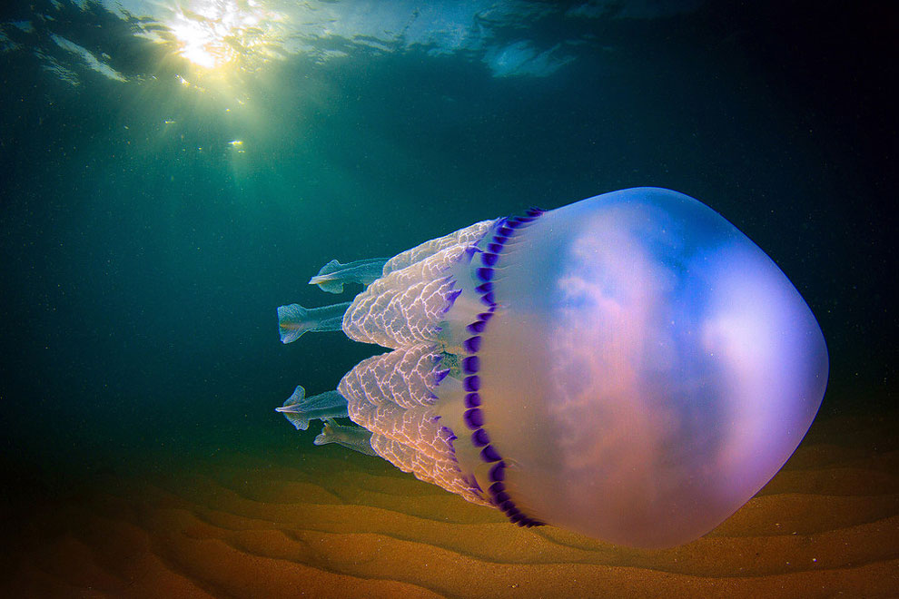 jellyfish1.jpg