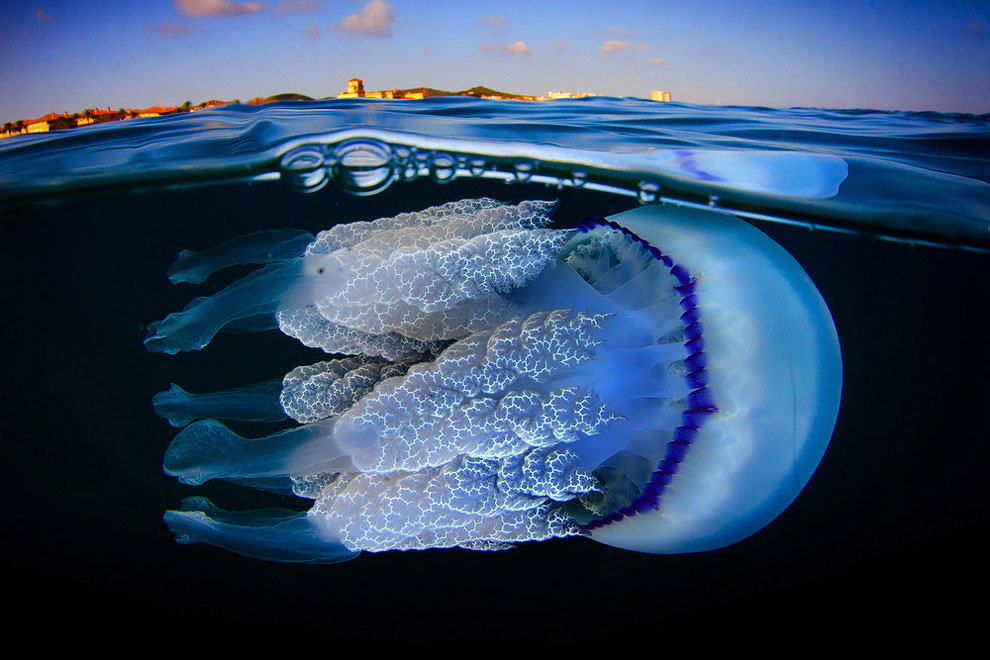 jellyfish2.jpg