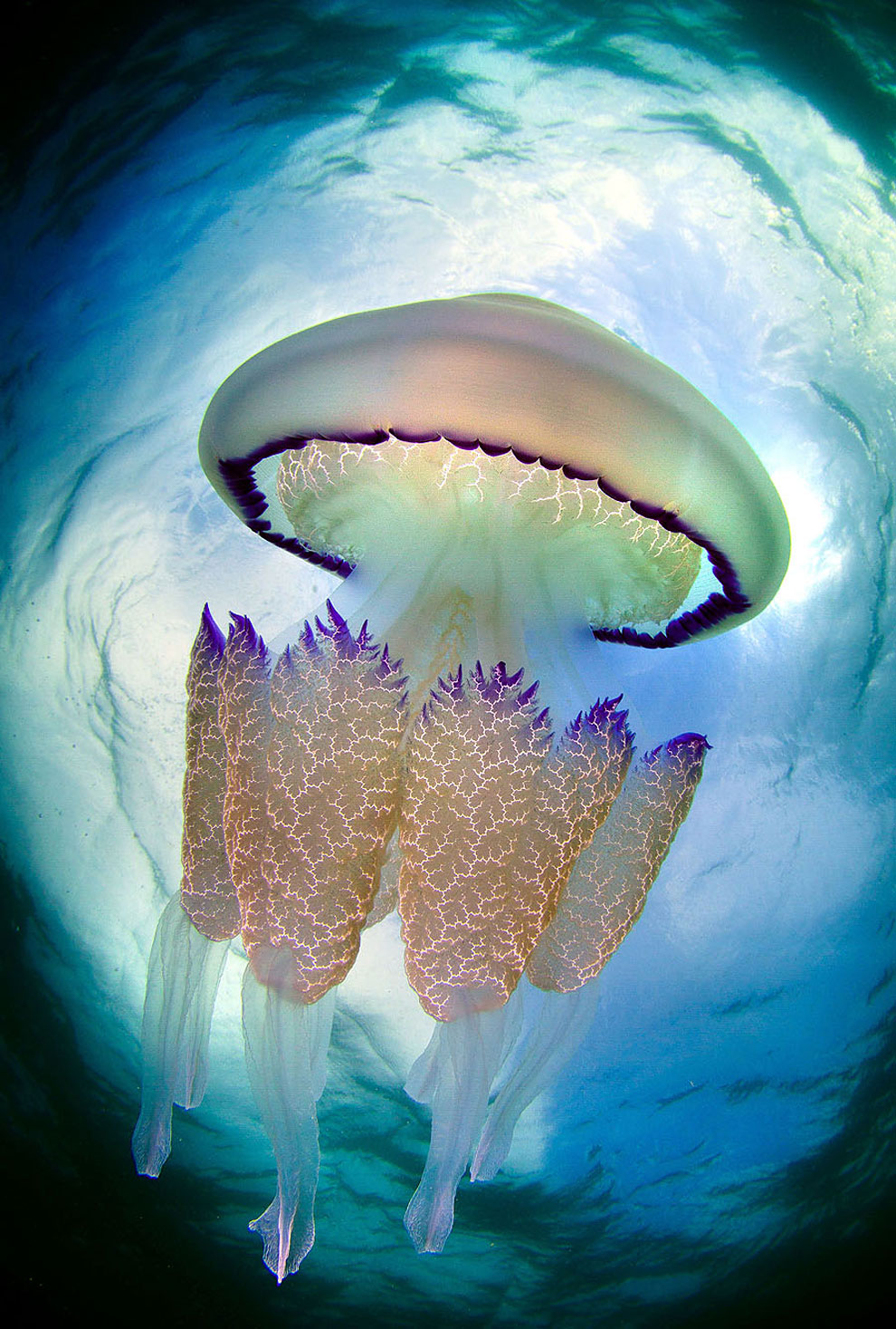 jellyfish5.jpg